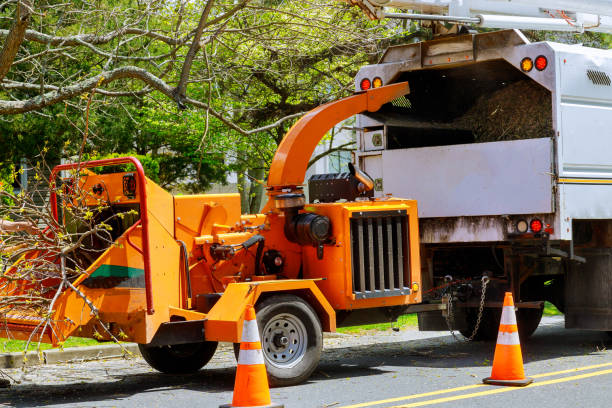 Large Tree Removal in Bradford Woods, PA